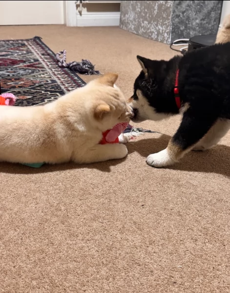 cuccioli di shiba Inu per adozione