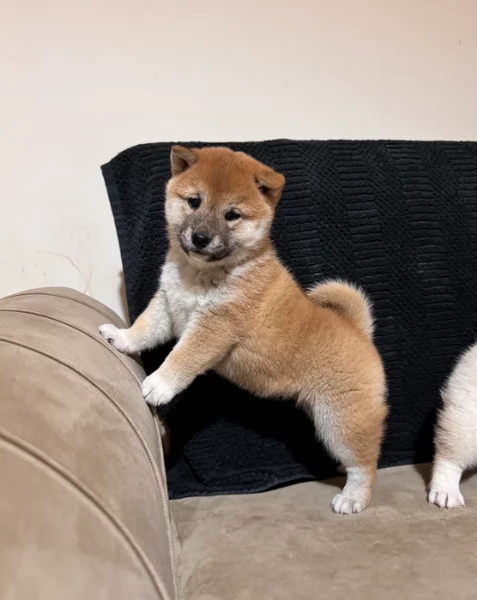 cuccioli di shiba Inu per adozione | Foto 4