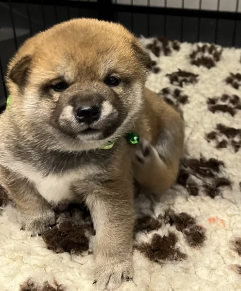 cuccioli di shiba Inu per adozione | Foto 3