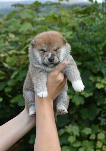 cuccioli di shiba Inu per adozione | Foto 6