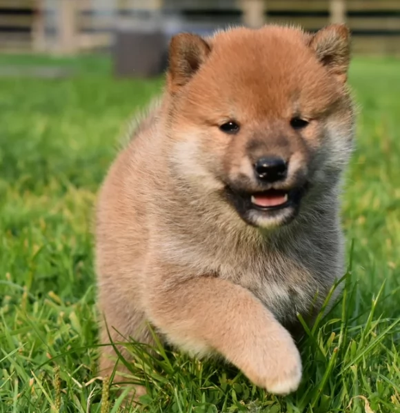 cuccioli di shiba Inu per adozione | Foto 5