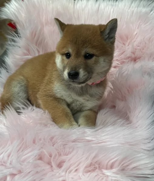cuccioli di shiba Inu per adozione | Foto 3