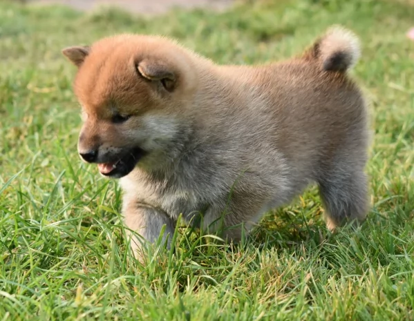 cuccioli di shiba Inu per adozione | Foto 5