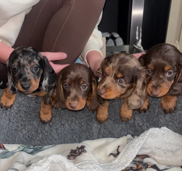 bassotto per adozione | Foto 0