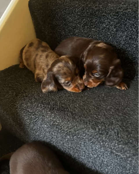 bassotto per adozione | Foto 0