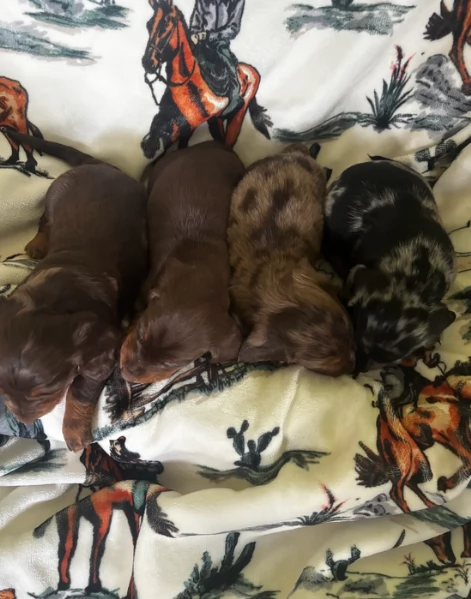 bassotto per adozione | Foto 1