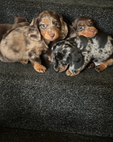 bassotto per adozione | Foto 2