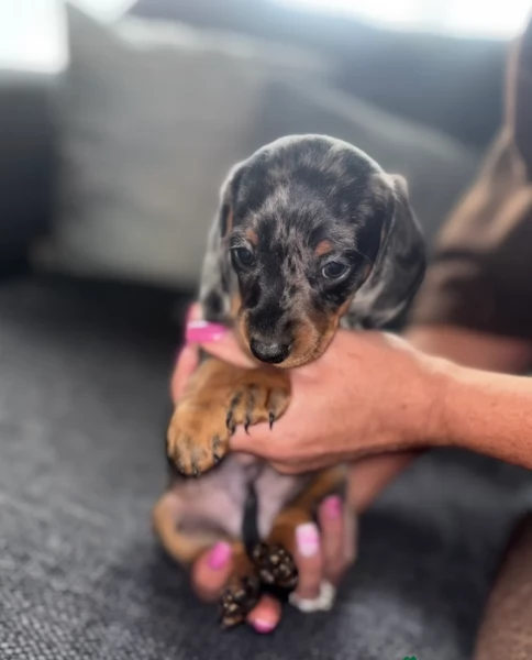 bassotto per adozione | Foto 2