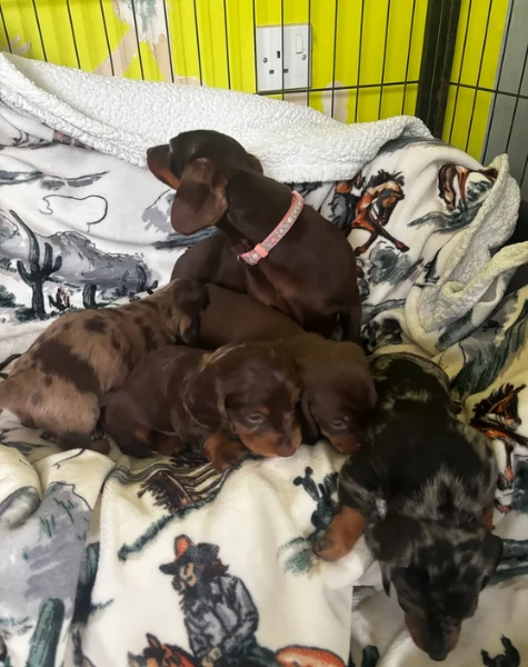 bassotto per adozione | Foto 1