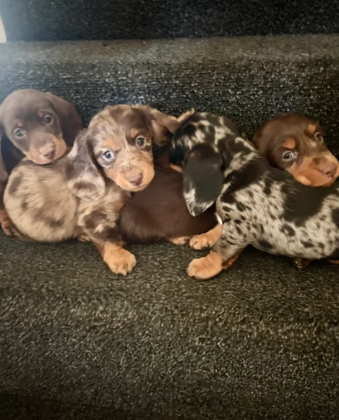 bassotto per adozione