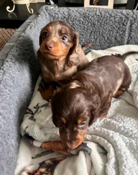 bassotto per adozione | Foto 0