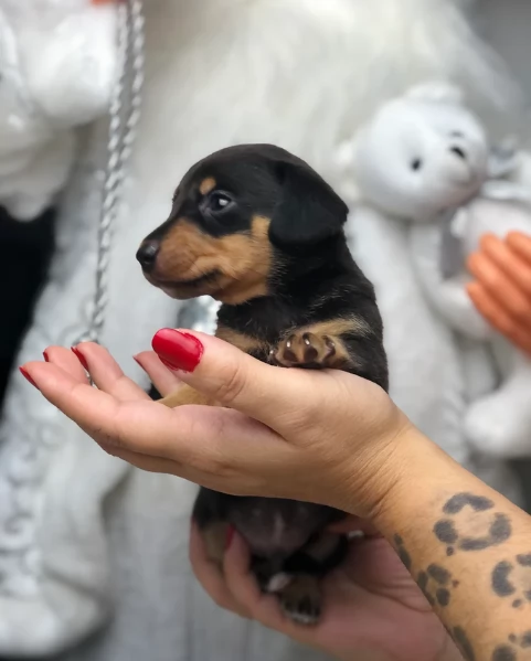 bassotto per adozione | Foto 3