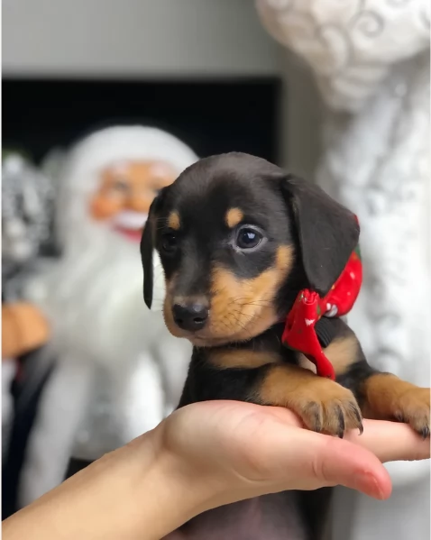 bassotto per adozione | Foto 1