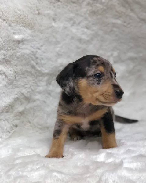 bassotto per adozione | Foto 0