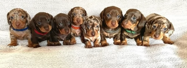 bassotto per adozione