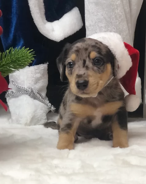 bassotto per adozione | Foto 3