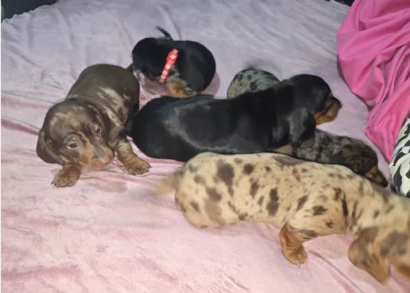 bassotto per adozione | Foto 2