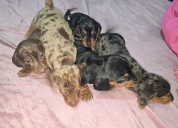 bassotto per adozione | Foto 0