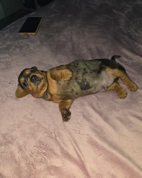 bassotto per adozione | Foto 3