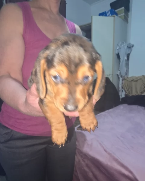 bassotto per adozione | Foto 2