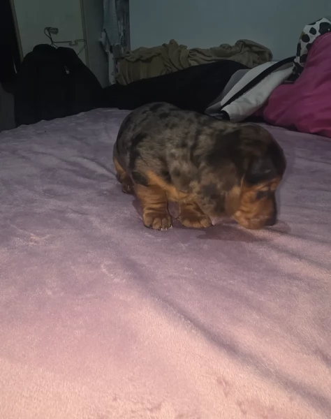 bassotto per adozione | Foto 0