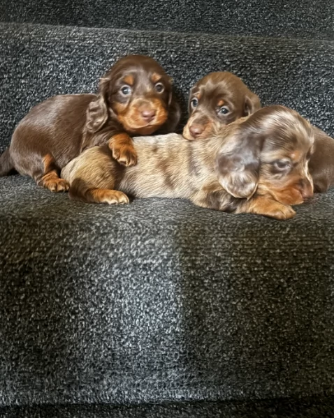 bassotto per adozione