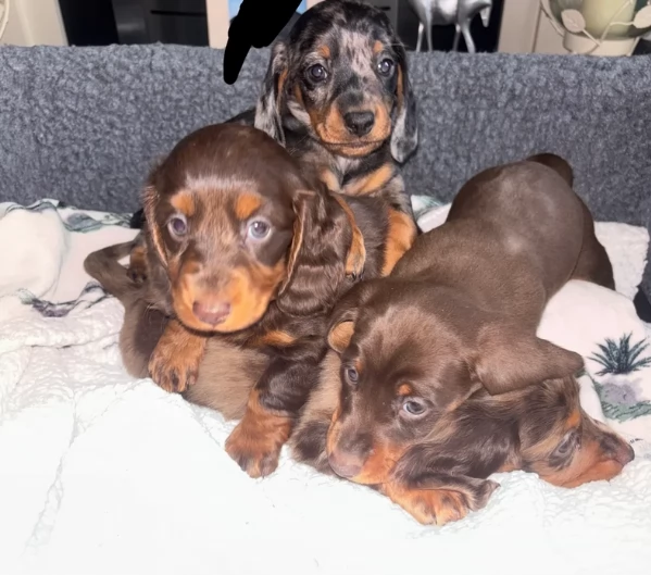 bassotto per adozione | Foto 1