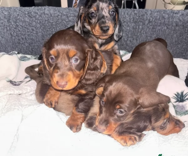 bassotto per adozione