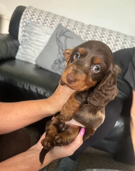 bassotto per adozione | Foto 0