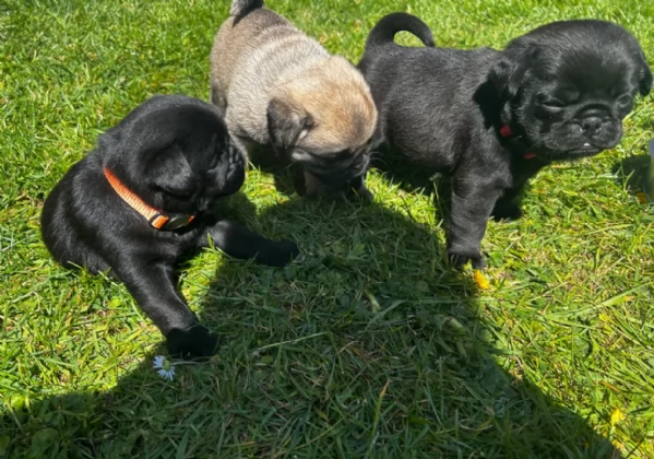 meravigliosi Carlino per adozione