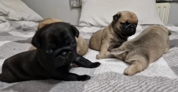 meravigliosi Carlino per adozione