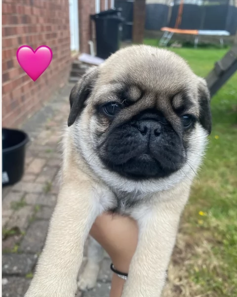 meravigliosi Carlino per adozione | Foto 0