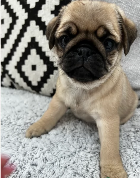 meravigliosi Carlino per adozione | Foto 1