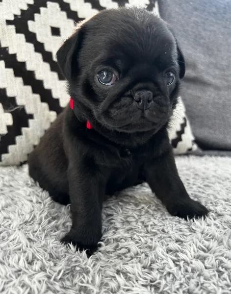 meravigliosi Carlino per adozione | Foto 3