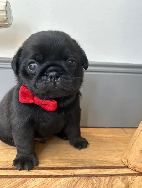 meravigliosi Carlino per adozione | Foto 1