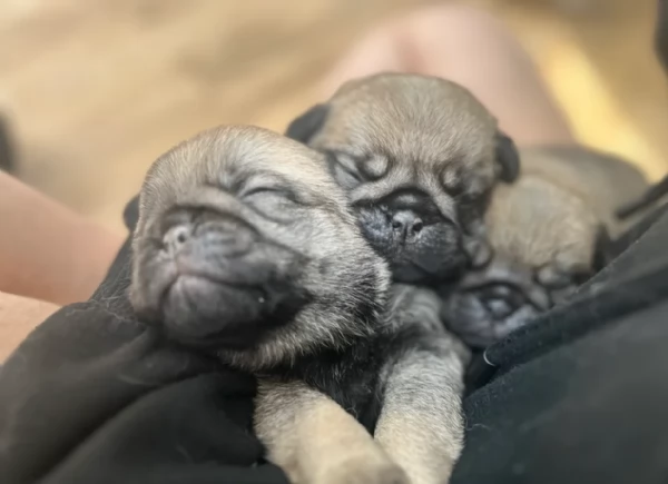 meravigliosi Carlino per adozione