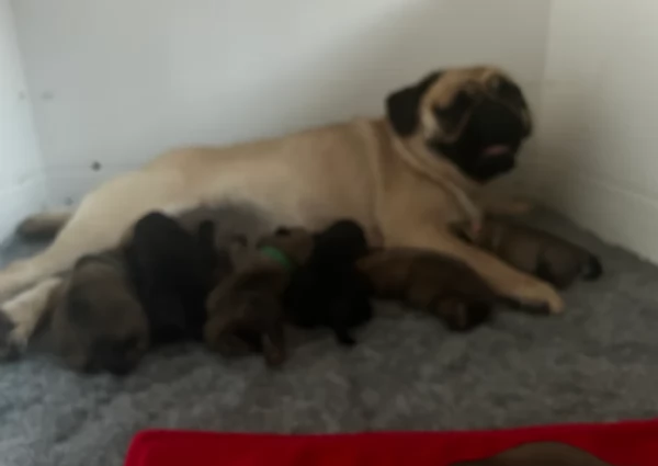 meravigliosi Carlino per adozione | Foto 0