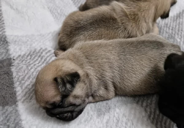 meravigliosi Carlino per adozione | Foto 1