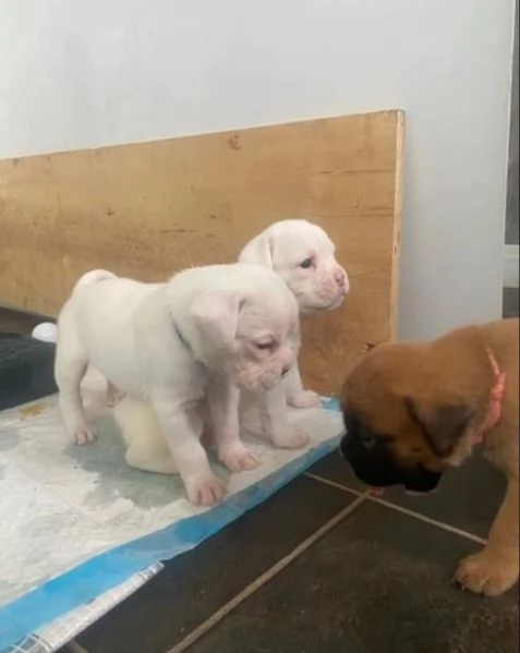 cuccioli di Boxer per adozione