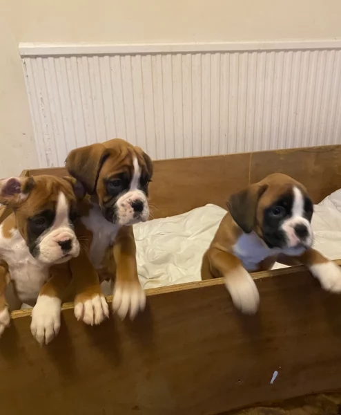 cuccioli di Boxer per adozione