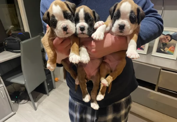 cuccioli di Boxer per adozione