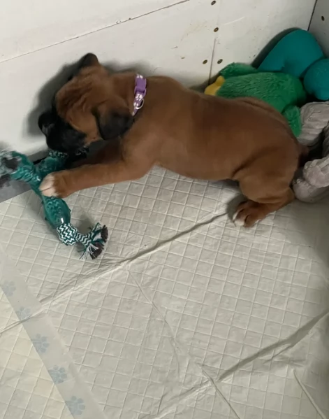 cuccioli di Boxer per adozione | Foto 2