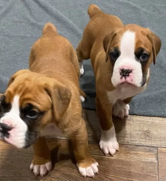 cuccioli di Boxer per adozione
