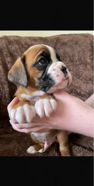 cuccioli di Boxer per adozione