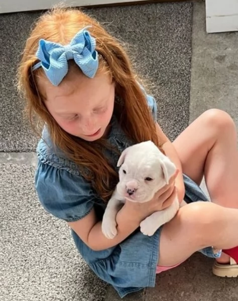 cuccioli di Boxer per adozione | Foto 5