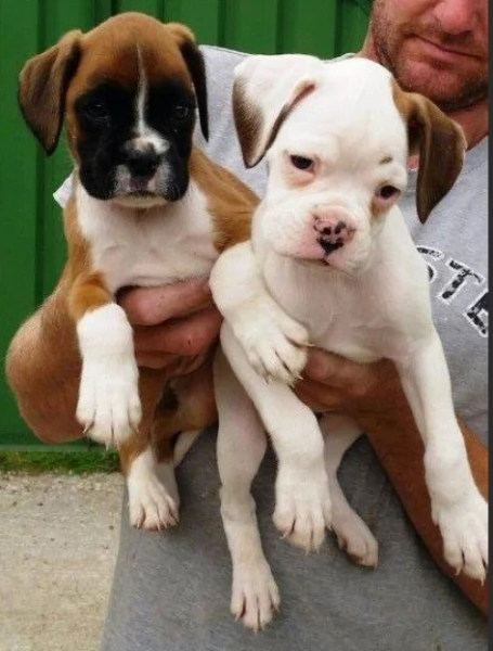 cuccioli di Boxer per adozione | Foto 1