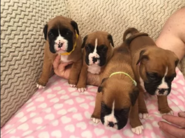 cuccioli di Boxer per adozione | Foto 0