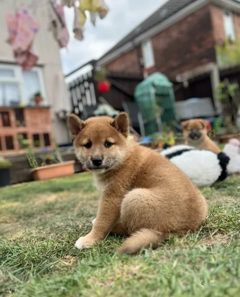meravigliosi Shiba Inu di razza pura taglia piccola per adozione | Foto 2