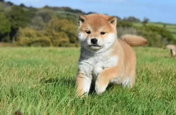 meravigliosi Shiba Inu di razza pura taglia piccola per adozione