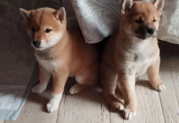 meravigliosi Shiba Inu di razza pura taglia piccola per adozione | Foto 3